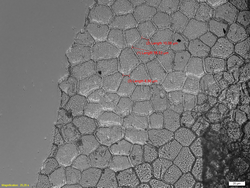 microscop inversat